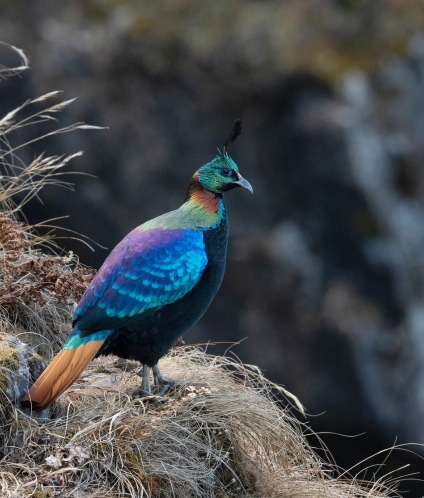 monal-uttarakhand
