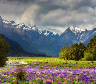 Valley Of Flowers