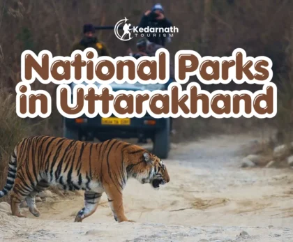 Bengal tiger in Jim Corbett National Park, Uttarakhand