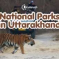 Bengal tiger in Jim Corbett National Park Uttarakhand 85x85