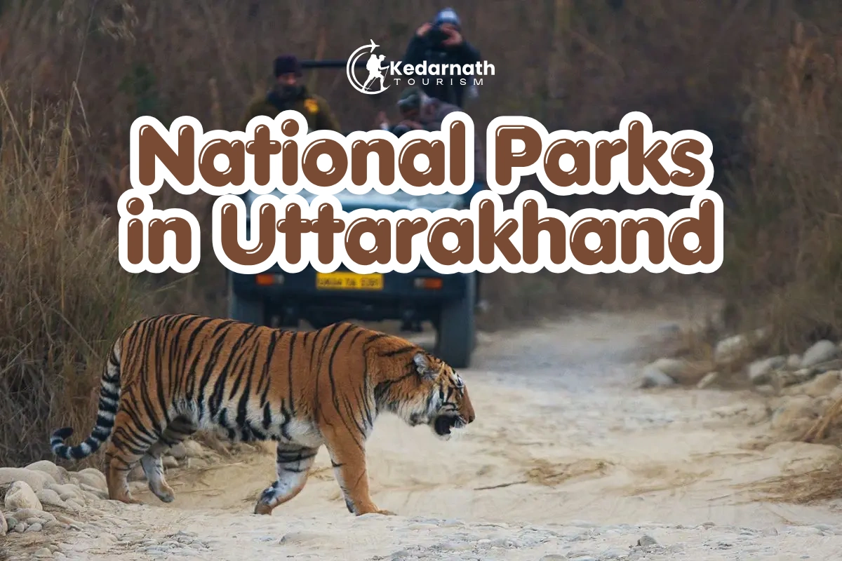 Bengal tiger in Jim Corbett National Park, Uttarakhand