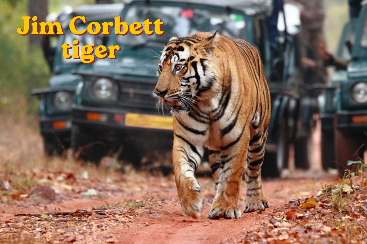 Jim Corbett tiger