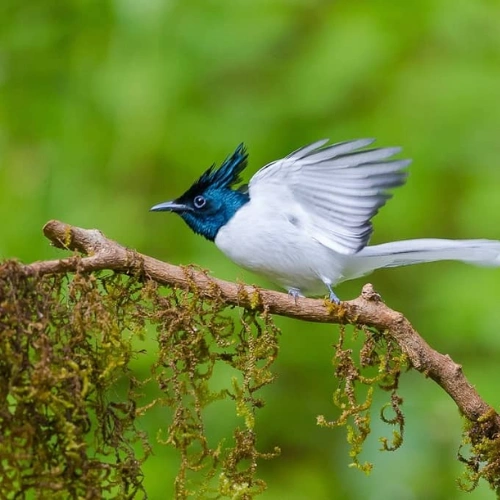 Pangot Kilbury bird sanctuary birdwatching Nainital