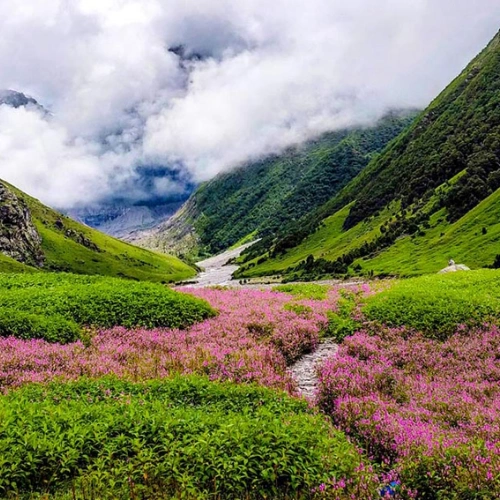 Valley of Flowers UNESCO trek wildflowers Chamoli